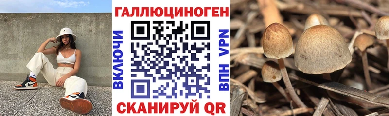 Псилоцибиновые грибы Psilocybe  blacksprut ссылка  Карабулак  закладки 